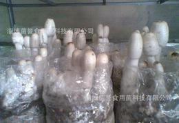食用菌菌種供應(yīng)全攻略 從批發(fā)、價格到進(jìn)出口的詳細(xì)指南