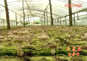 2015年河北進(jìn)出口食品平穩(wěn)增長，食用菌菌種貿(mào)易表現(xiàn)亮眼